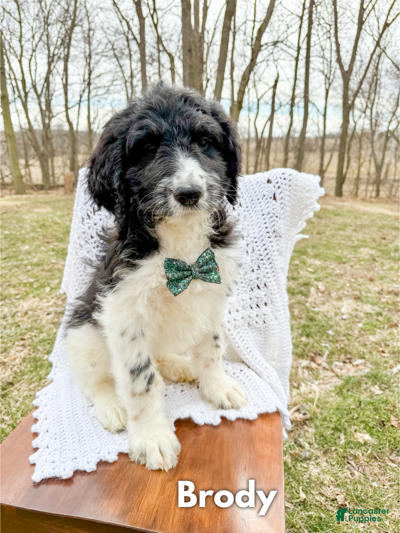 Saint Berdoodles dogs Brody - Ad 1