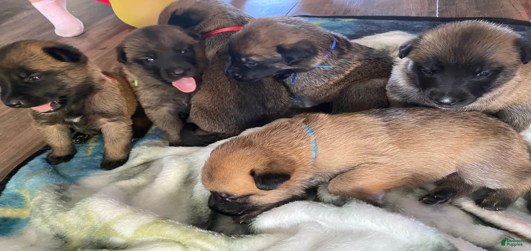 Gallery Image {{count}}