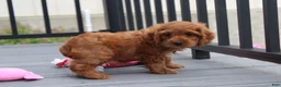 Cockapoo dogs for sale: Lily - Ad 6