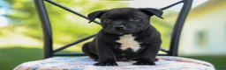 Staffordshire Bull Terrier dogs for sale: Maverick🩵 - Ad 5