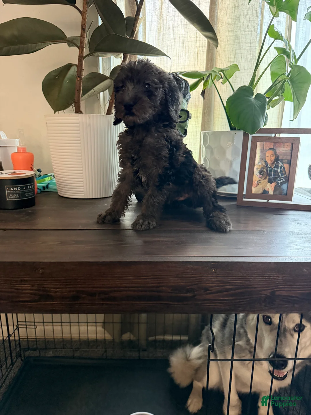 Labradoodle dogs for sale: Cole  - Ad 1