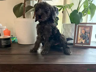 Labradoodle dogs Bruno - Ad 32