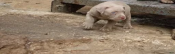 American Bully dogs for sale: Pheonix - Ad 5