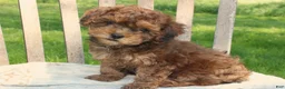 Havapoo dogs for sale: Tiny - Ad 5