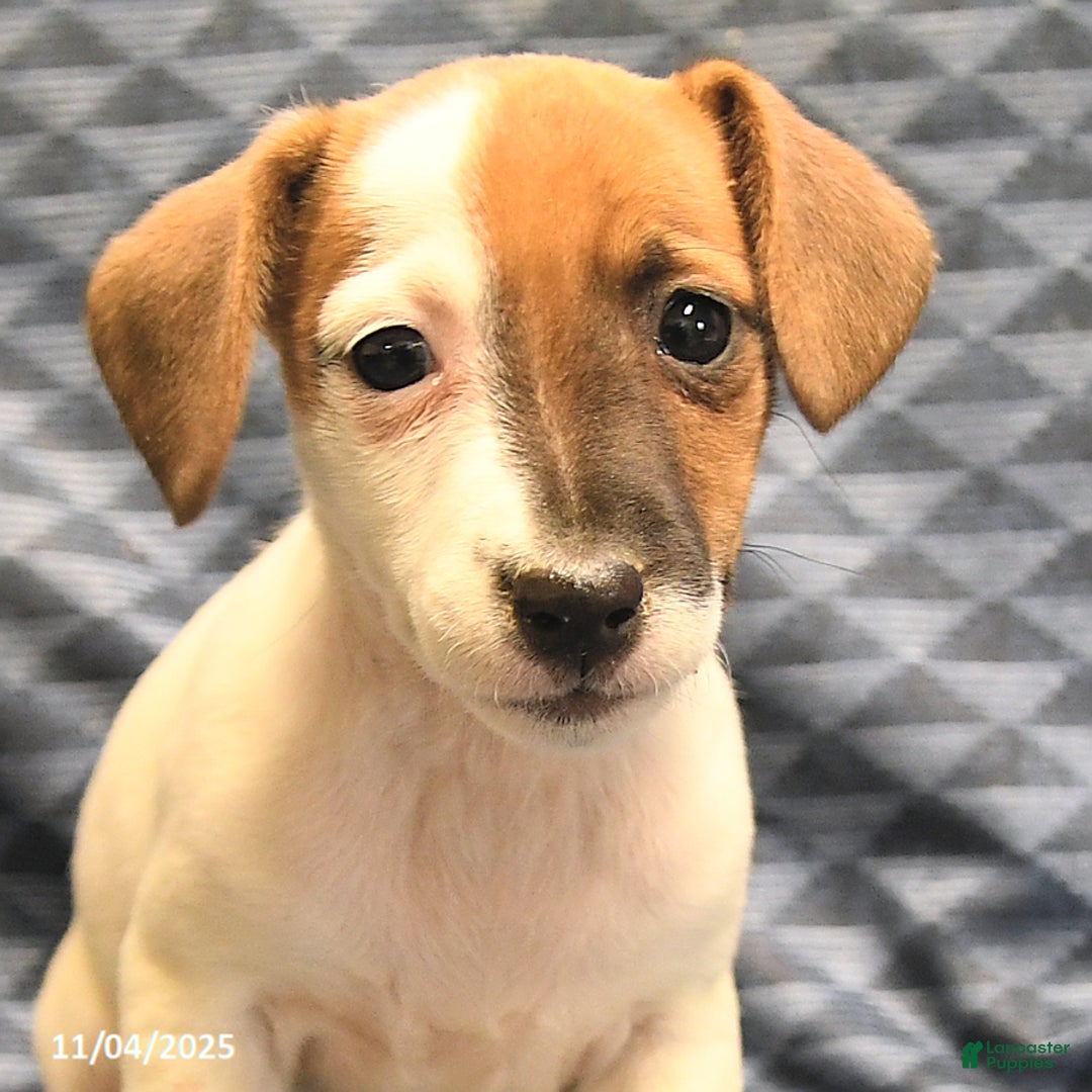 Jack Russell Terrier dogs for sale: Boots - Ad 5