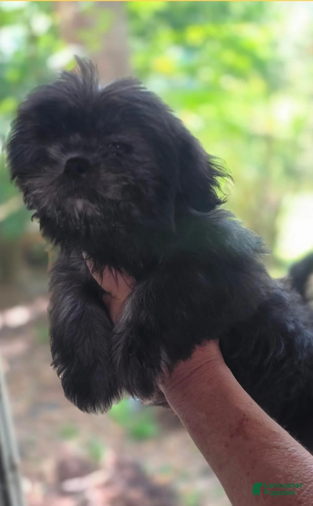 Shih Tzu dogs for sale: Girl #3 - Ad 1