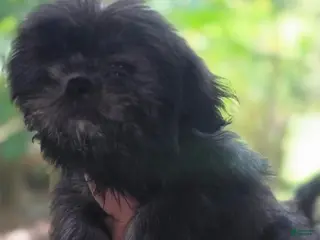 Shih Tzu dogs Girl #3 - Ad 3
