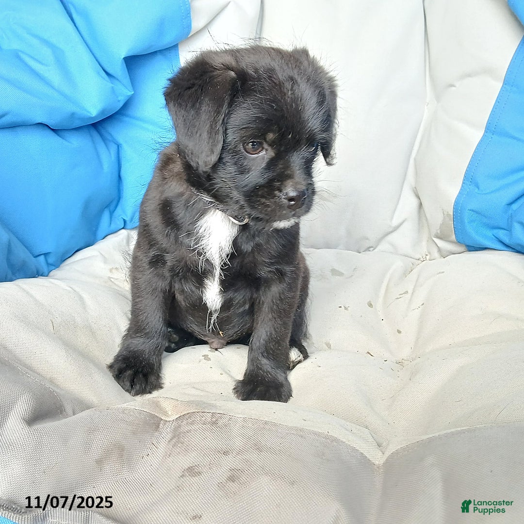 Puggle dogs for sale: Charlie - Ad 1