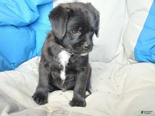 Puggle dogs Charlie - Ad 6