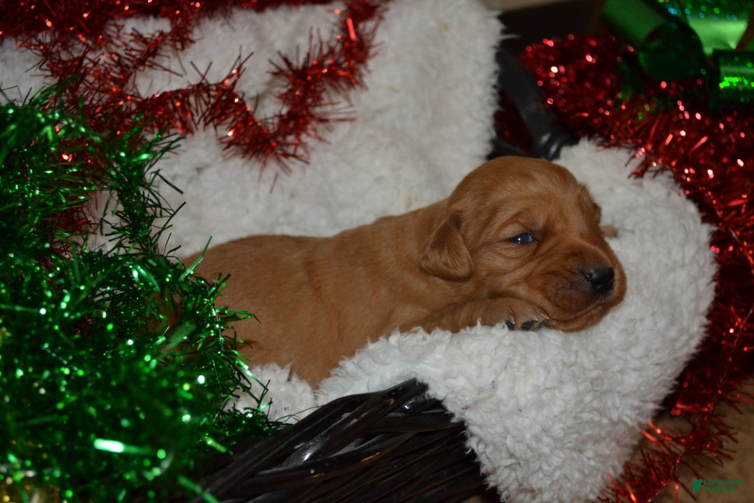 Golden Retriever dogs for sale: Scarlett - Ad 3