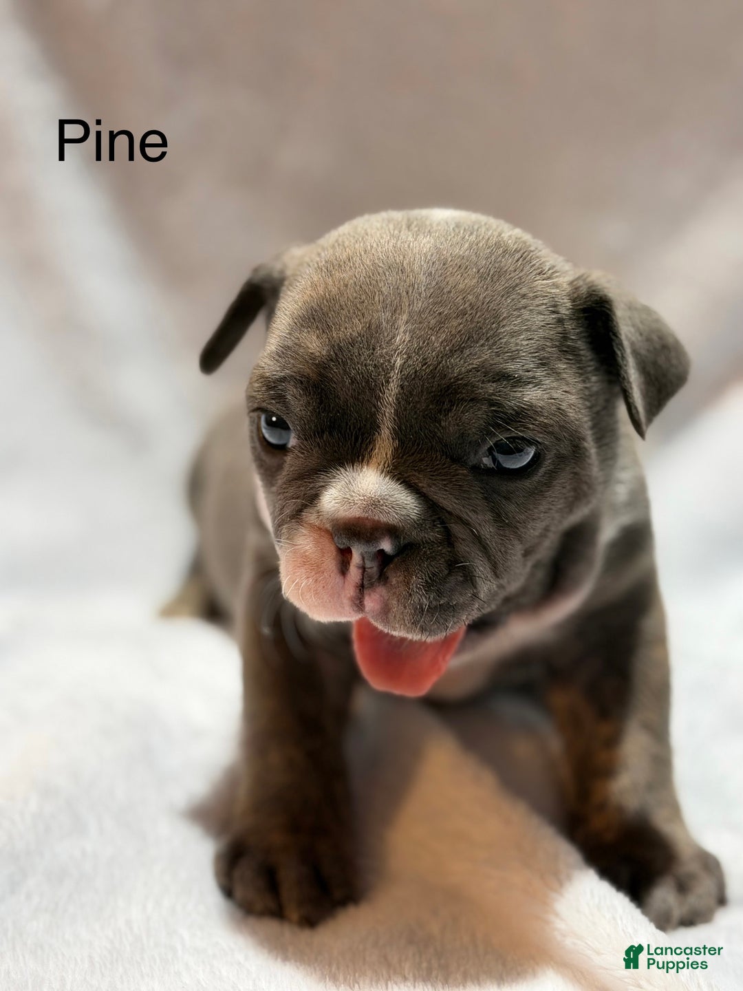 English Bulldog dogs for sale: English Bulldog Puppy 3 - Ad 7