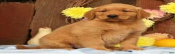 Golden Retriever dogs for sale: Hudson - Ad 7
