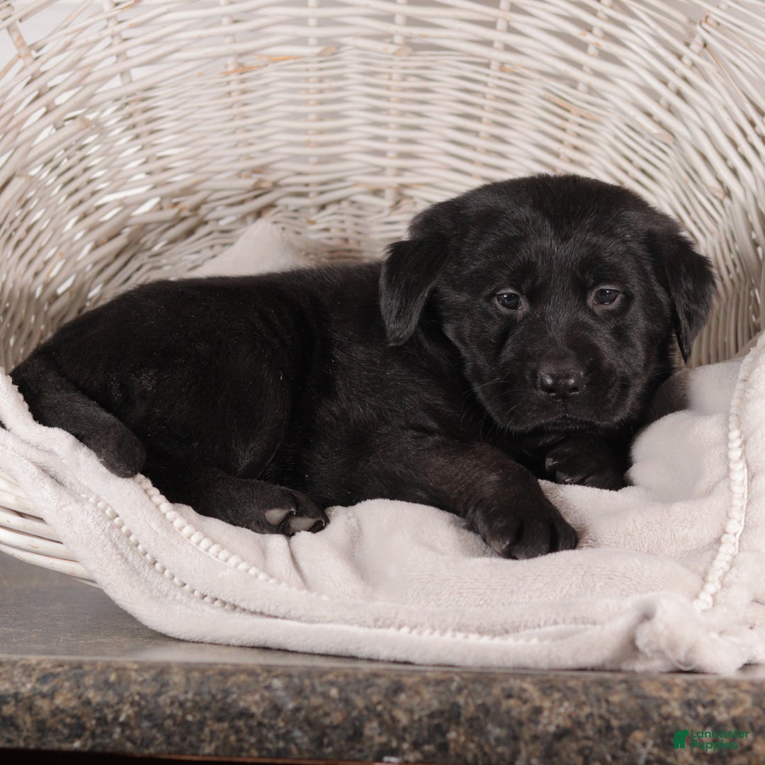 Mixed Breed dogs for sale: Rosa - Ad 3