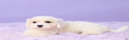 Maltipoo dogs for sale: Issy - Ad 4