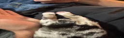 Mixed Breed dogs for sale: Mixed Breed 4 - Ad 4