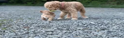 Goldendoodle dogs for sale: Willow /Black - Ad 7