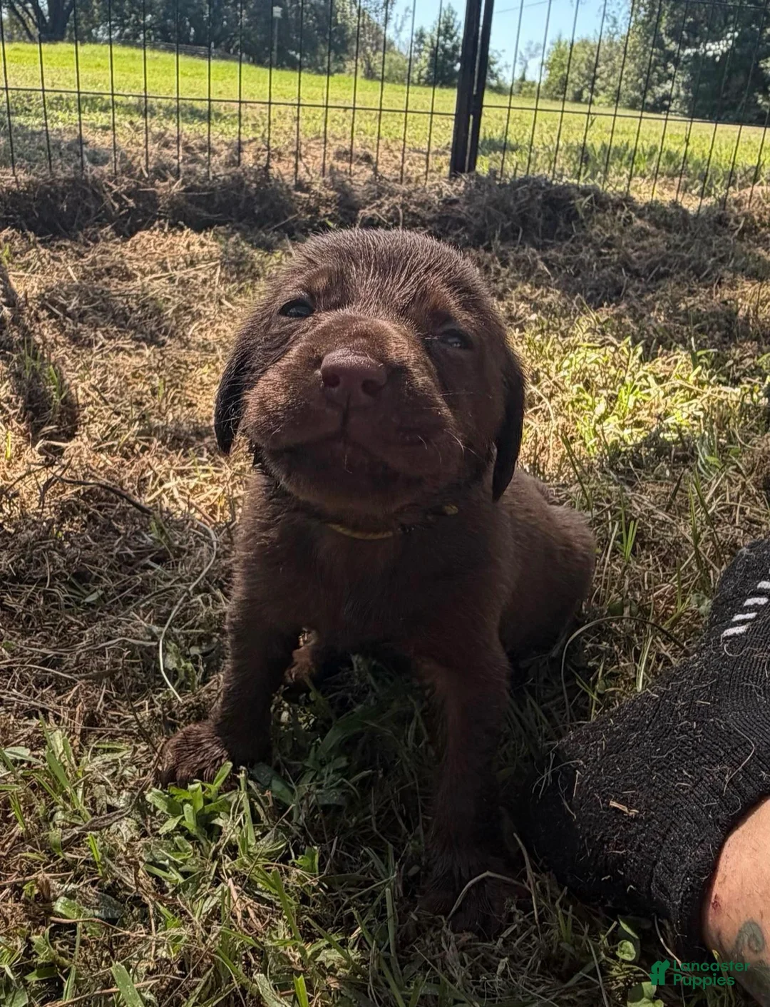 Labrador Retriever dogs for sale: Roy - Ad 1