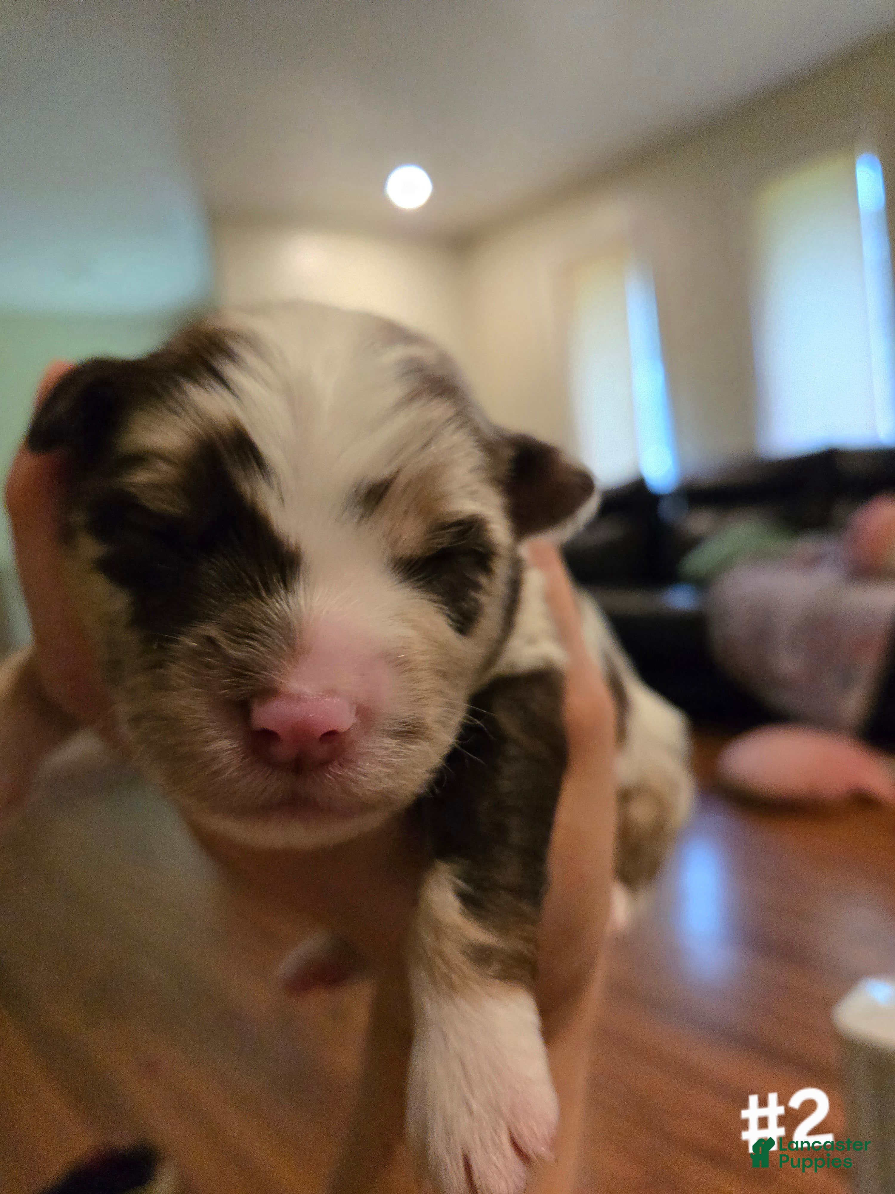 Australian Shepherd dogs Australian Shepherd 2 - Ad 37