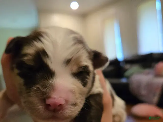 Australian Shepherd dogs Australian Shepherd 2 - Ad 4