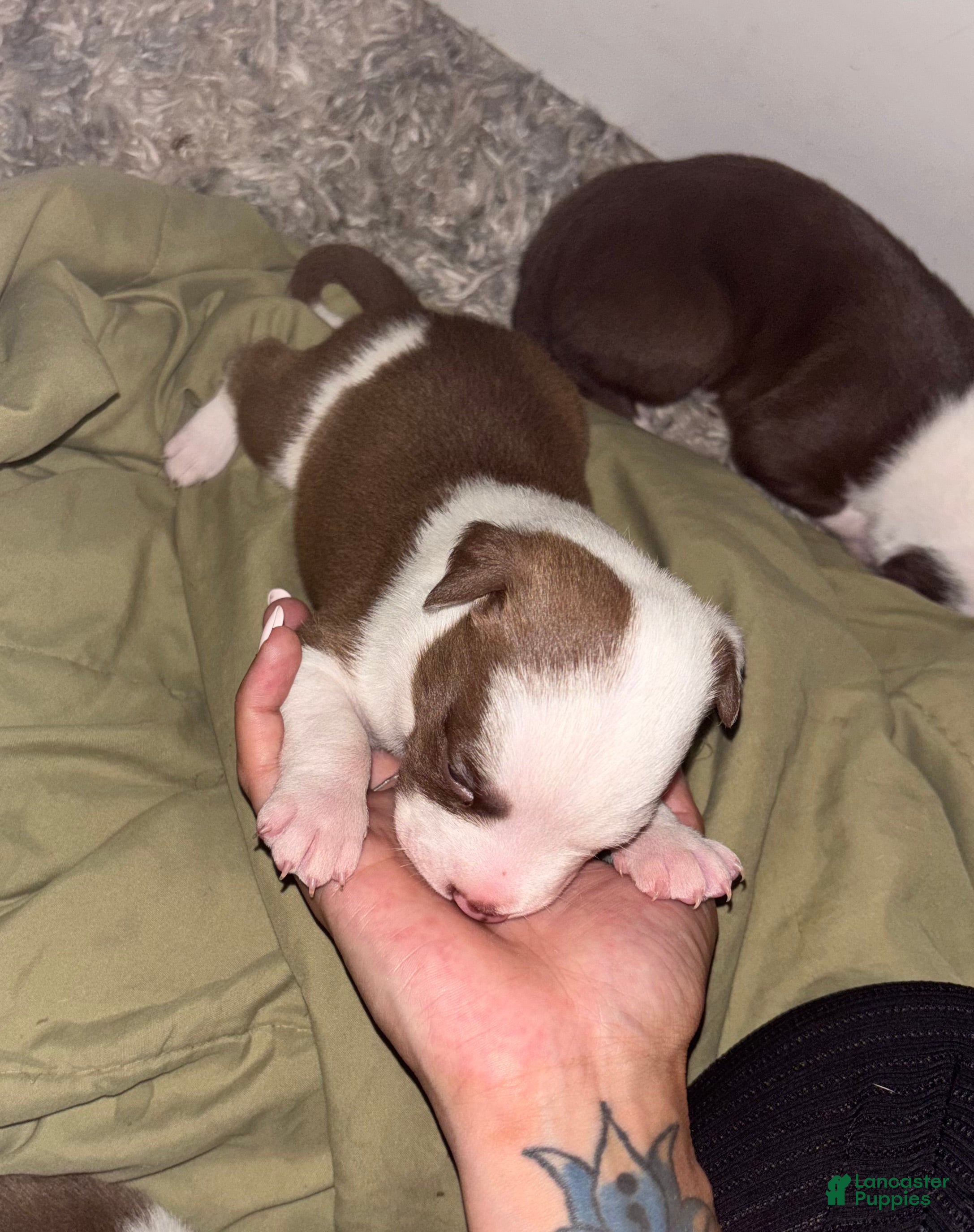 American Bully dogs Zigzag - Ad 26