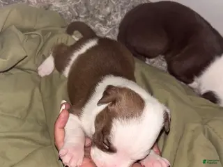 American Bully dogs Zigzag - Ad 26