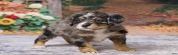 Bernedoodle dogs for sale: Kaley - Ad 5