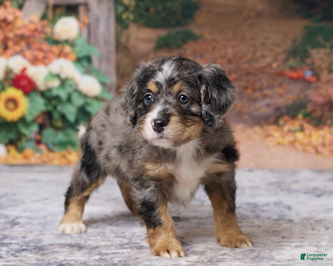 Bernedoodle dogs for sale: Kaley - Ad 5