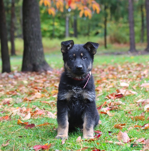 German Shepherd dogs Candy - Ad 1
