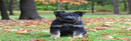 German Shepherd dogs for sale: Candy - Ad 1
