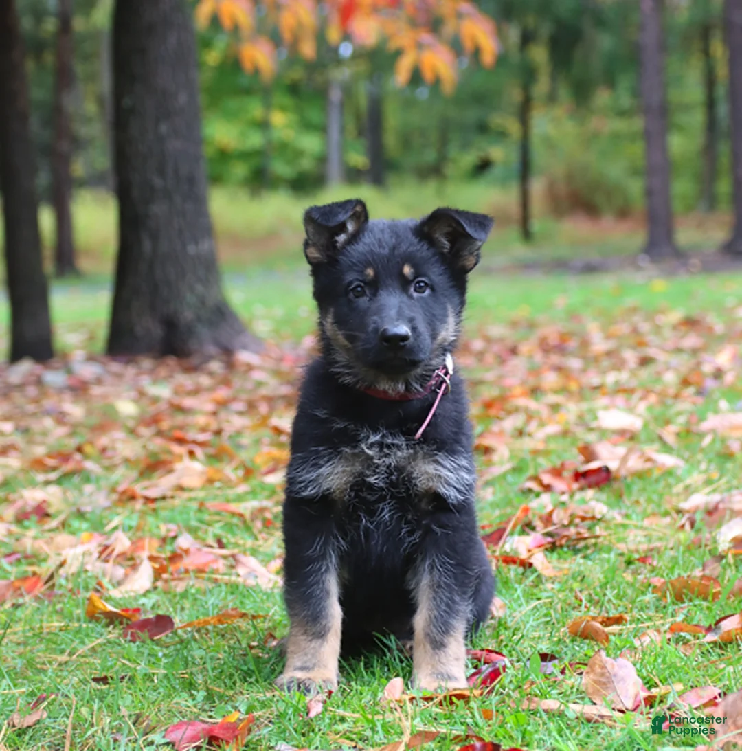 German Shepherd dogs for sale: Candy - Ad 1
