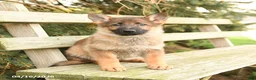 German Shepherd dogs for sale: Diamond - Ad 2
