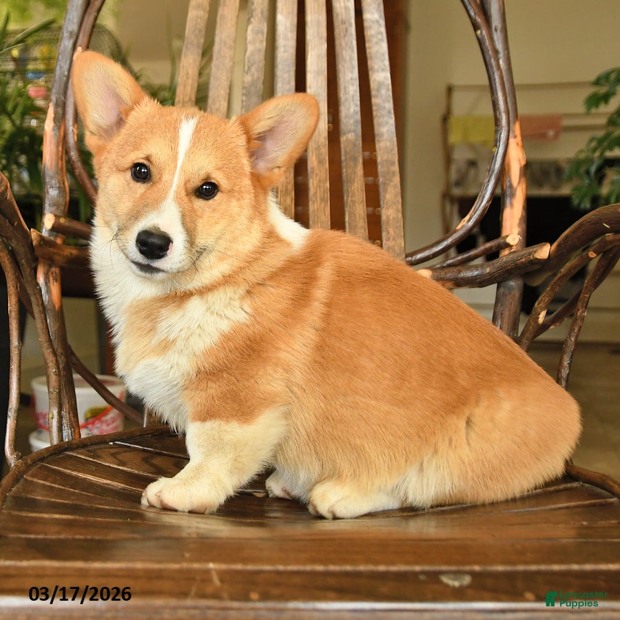 Welsh Corgi Pembroke dogs Tommy - Ad 1