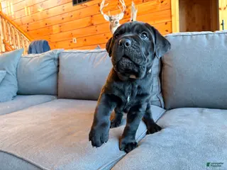 Cane Corso dogs Blue boy - Ad 26
