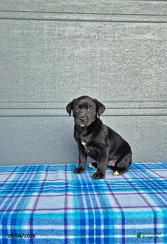 Labrador Retriever dogs for sale: Ellie - Ad 2
