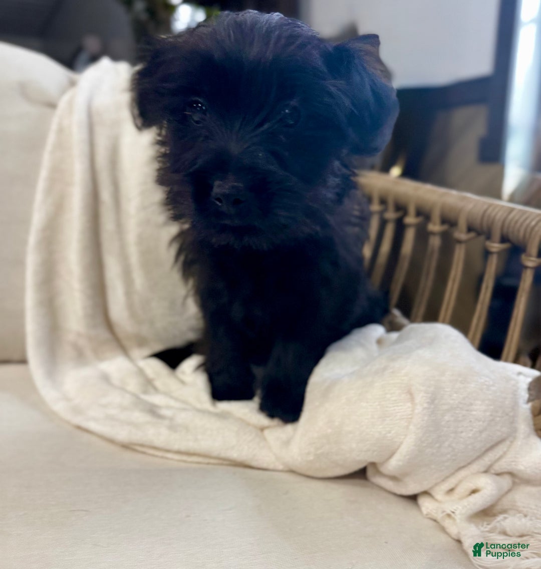 Yorkiepoo dogs for sale: Dakota - Ad 15