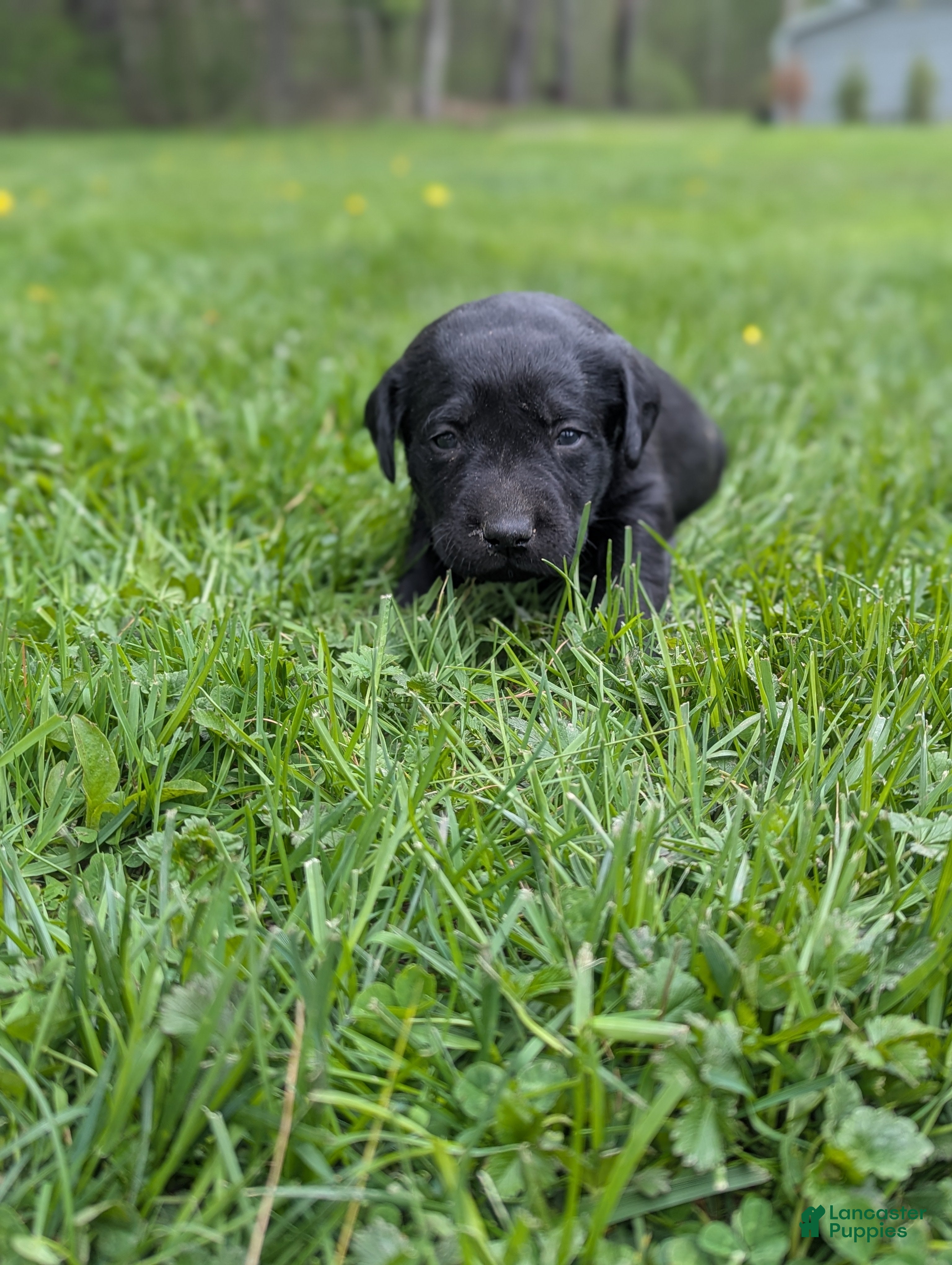 Labrador Retriever dogs Daisy - Ad 1
