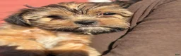 Yorkshire Terrier dogs for sale: Cheesecake - Ad 2