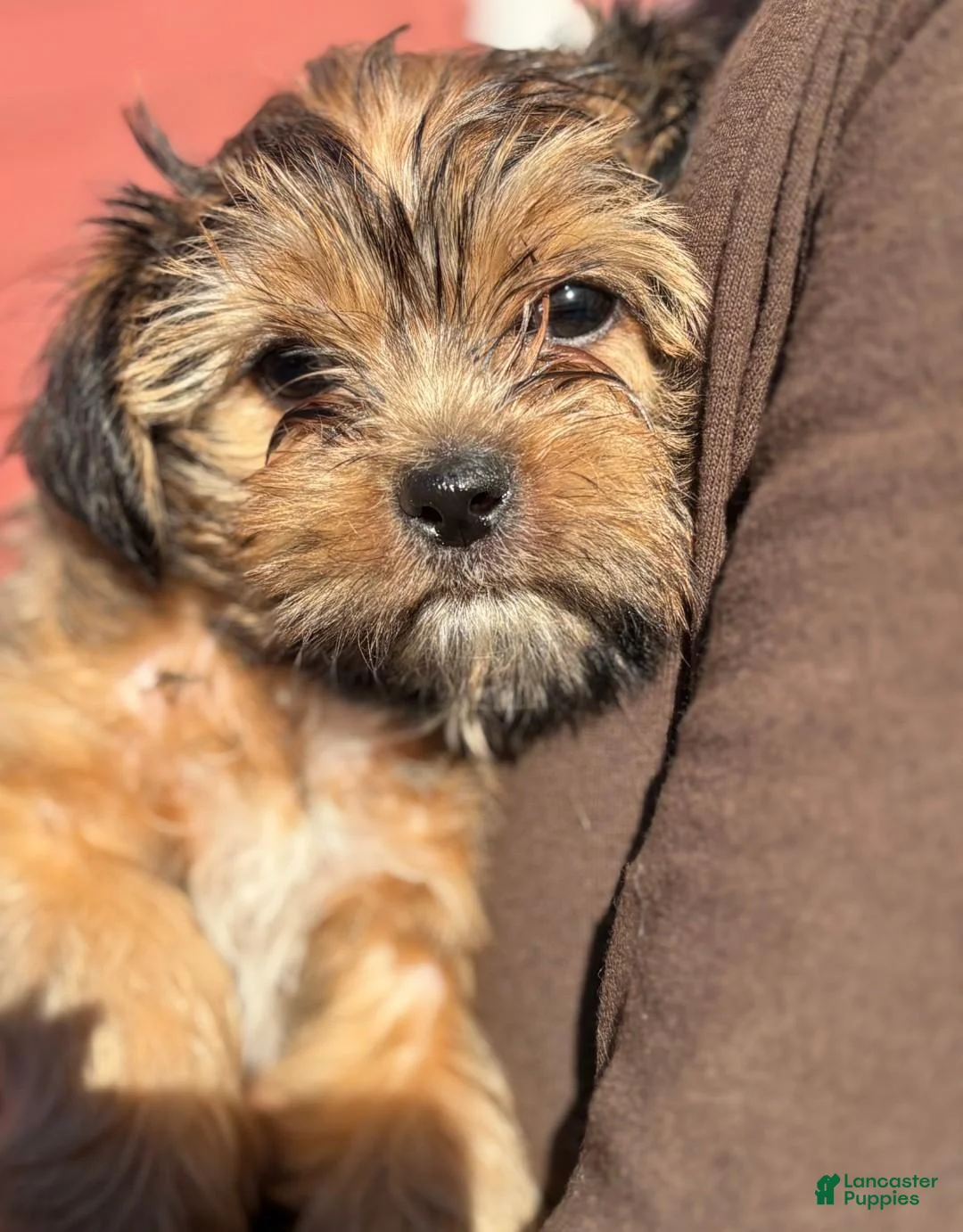 Yorkshire Terrier dogs for sale: Cheesecake - Ad 2