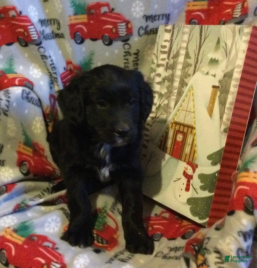 Mixed Breed dogs for sale: Matt - Ad 3