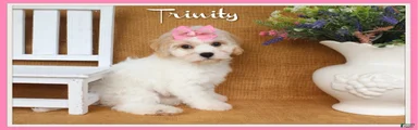 Trinity