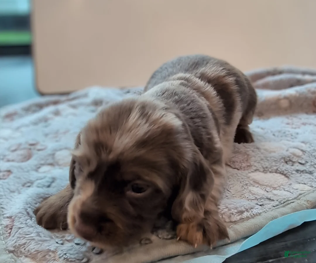 Miniature Dachshund dogs for sale: Carmelita - Ad 2