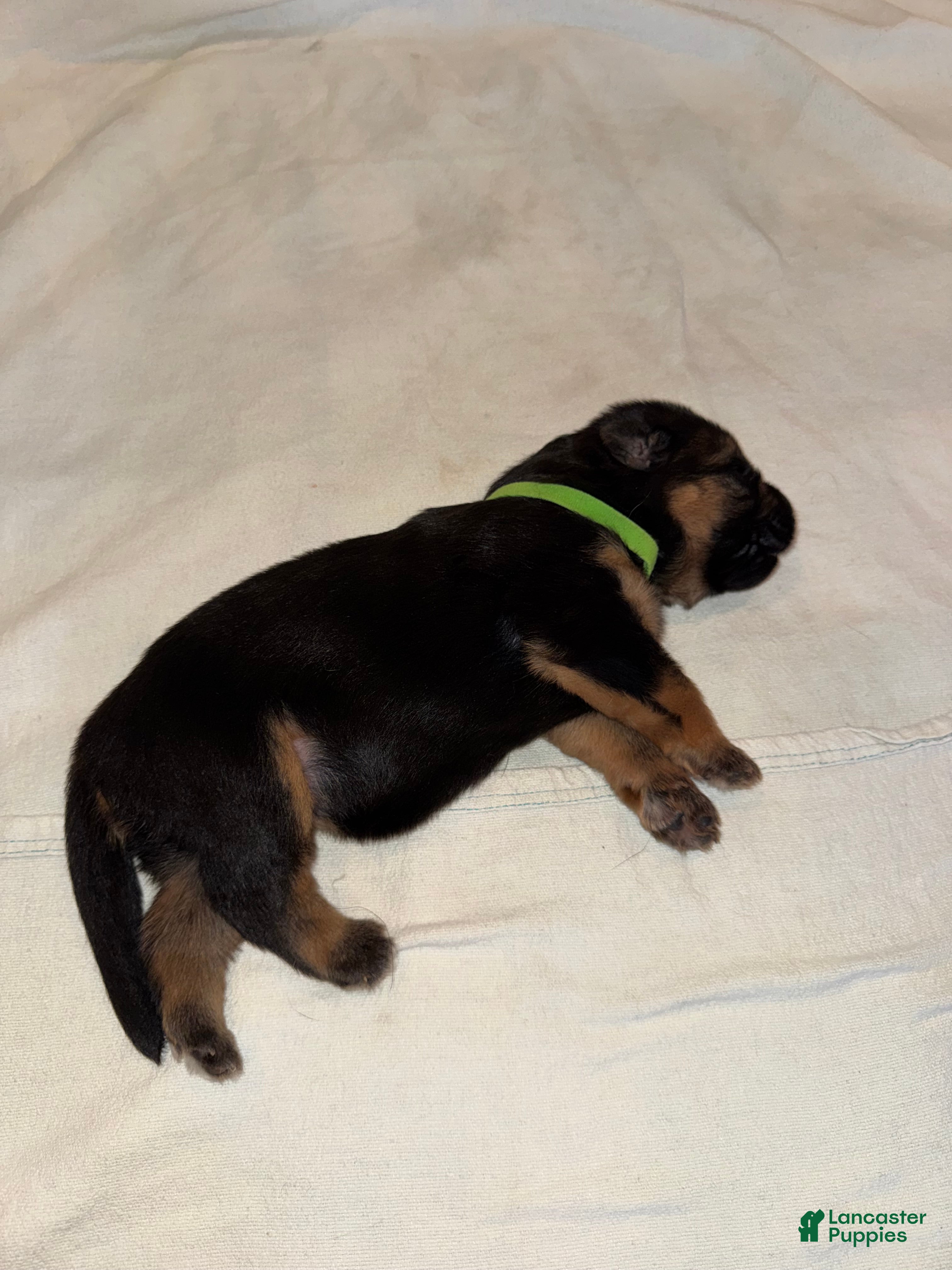 German Shepherd dogs German Shepherd 3 - Ad 1