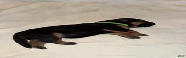 German Shepherd 3