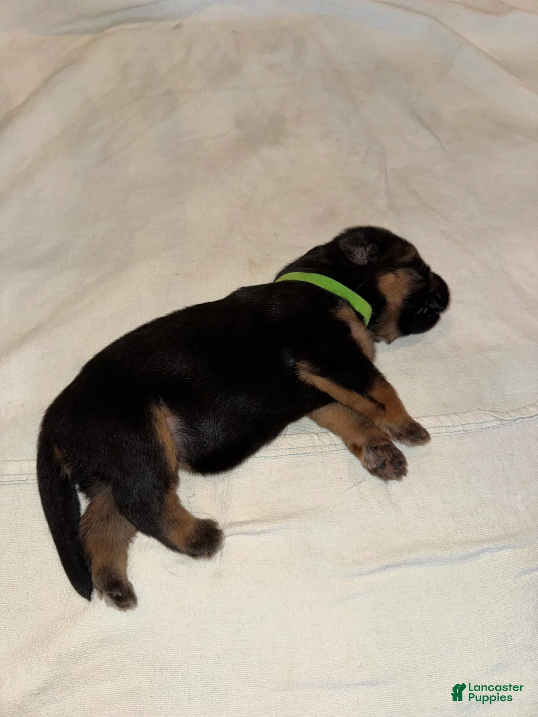 German Shepherd dogs for sale: German Shepherd 3 - Ad 1