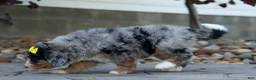 Mini Bernedoodle dogs for sale: 🐾 Peaches 🐾 - Ad 8