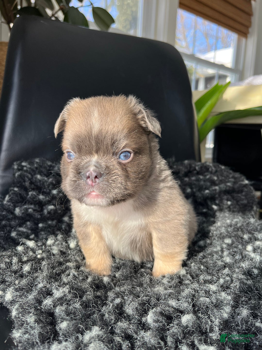 French Bulldog dogs for sale: Duke - Ad 2