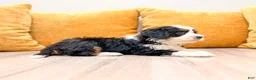 Mini Bernedoodle dogs for sale: Harmony - Ad 4