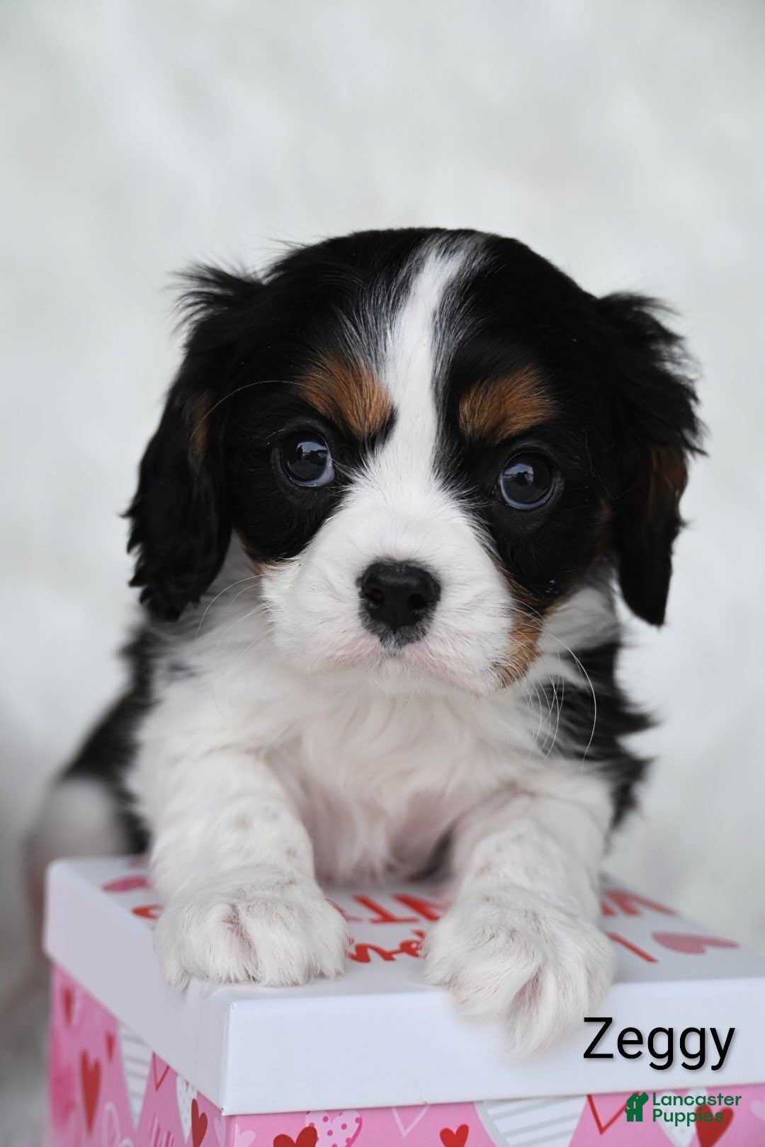 Cavalier King Charles Spaniel dogs Zeggy - Ad 36