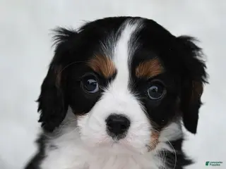 Cavalier King Charles Spaniel dogs Zeggy - Ad 36