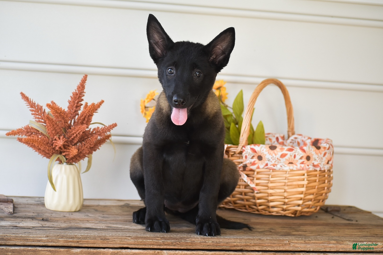 Belgian Malinois dogs Destiny - Ad 1
